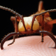 Illustration for article titled Macrophotographs of insects are the most beautiful thing youve seen all week